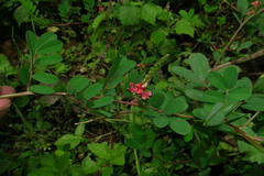 Indigofera spicata